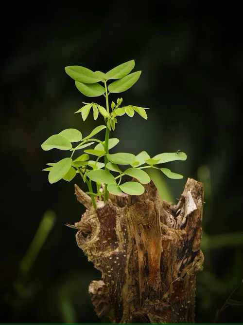 New growth